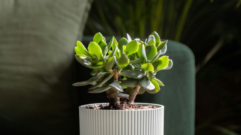 Денежное дерево покроется шапкой листьев и цветов: поможет домашняя подкормка из мела