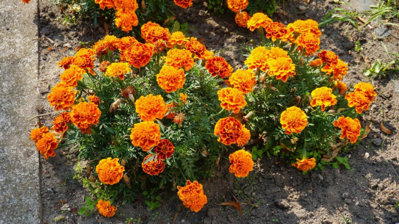 Клумба будет радовать глаз до первого снега: 5 неприхотливых культур с долгим периодом цветения