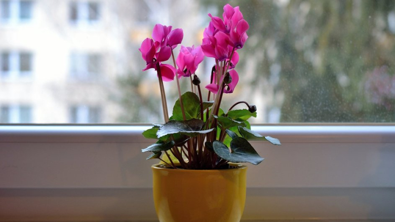 Почему герань зеленеет, но не цветет: 5 критических ошибок в уходе и способы их исправления