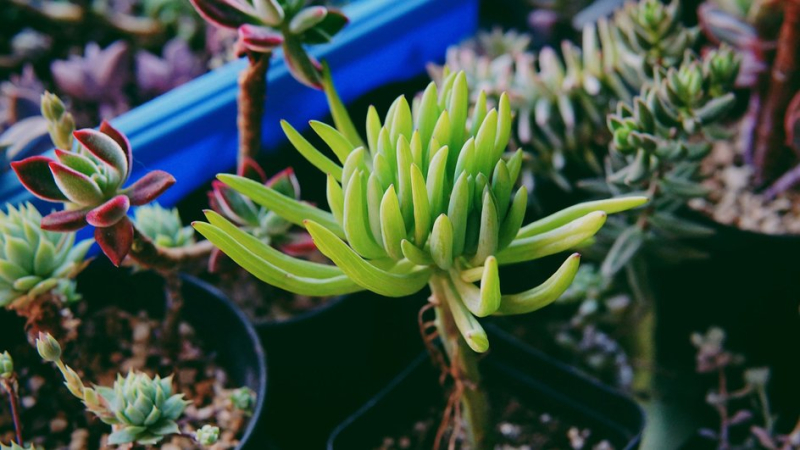 Природная аптечка на вашем подоконнике: 5 растений, которые снимут воспаления и улучшат состояние кожи