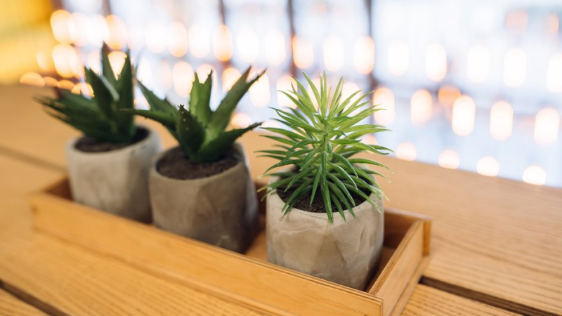 Топ-5 растений для дома, которые фильтруют и увлажняют воздух, лечат и помогают справиться с депрессией