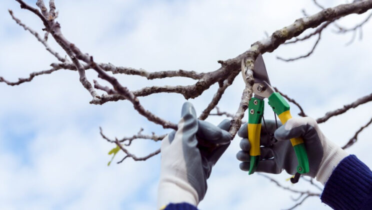 Как правильно обрезать плодовые культуры на дачном участке весной, чтобы не навредить им