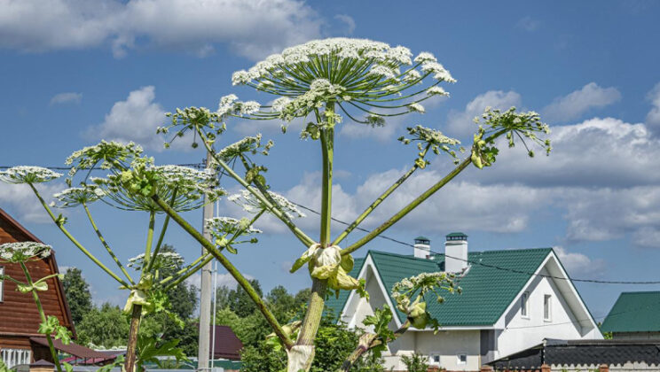 Какие есть штрафы за борщевик на участке в разных регионах России