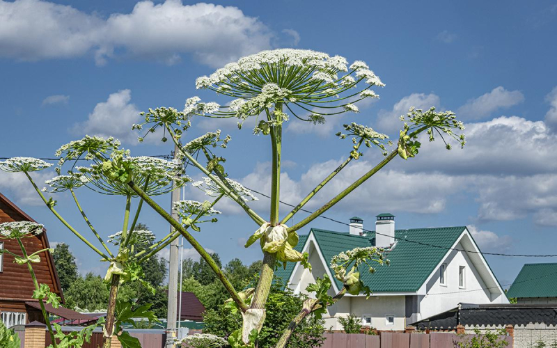 Какие есть штрафы за борщевик на участке в разных регионах России