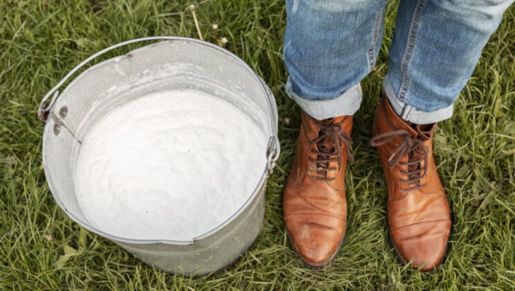 Когда и как правильно белить деревья на дачном участке ранней весной, чтобы не навредить им