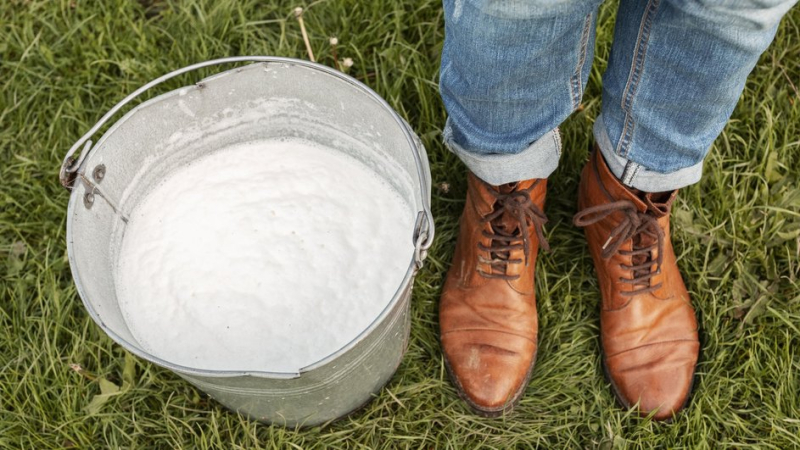 Когда и как правильно белить деревья на дачном участке ранней весной, чтобы не навредить им
