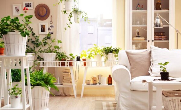 Лучшие комнатные растения для дома: полезные комнатные цветы и их названия, Топ 21 лучших растений