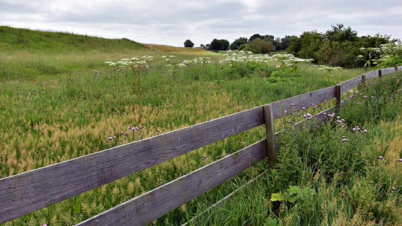 Штраф за бездействие: юристы объяснили, в каком случае дачников могут наказать за борщевик на участке