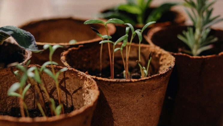 Топ-5 способов остановить ускоренное вытягивание рассады
