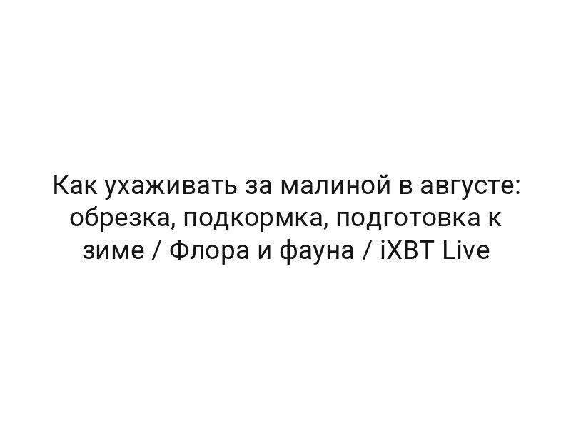 Как ухаживать за малиной в августе: обрезка, подкормка, подготовка к зиме / Флора и фауна / iXBT Live